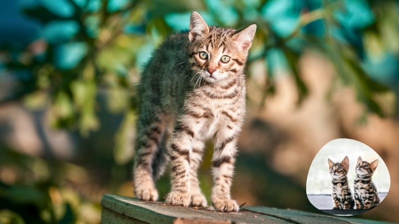 Bengal Cat - The Wild-Looking Domestic Cat