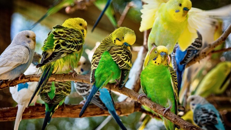 Birds - Top 10 Best Pets for Kids