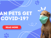 Can Pets Get COVID-19? Understanding the Risks, Symptoms, and Preventive Measures Can Pets Get COVID-19