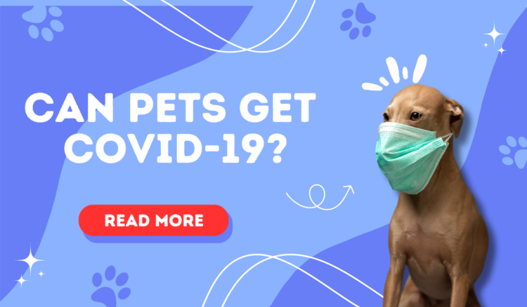 Can Pets Get COVID-19