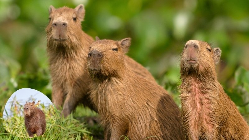 Capybara - The World’s Largest Rodent