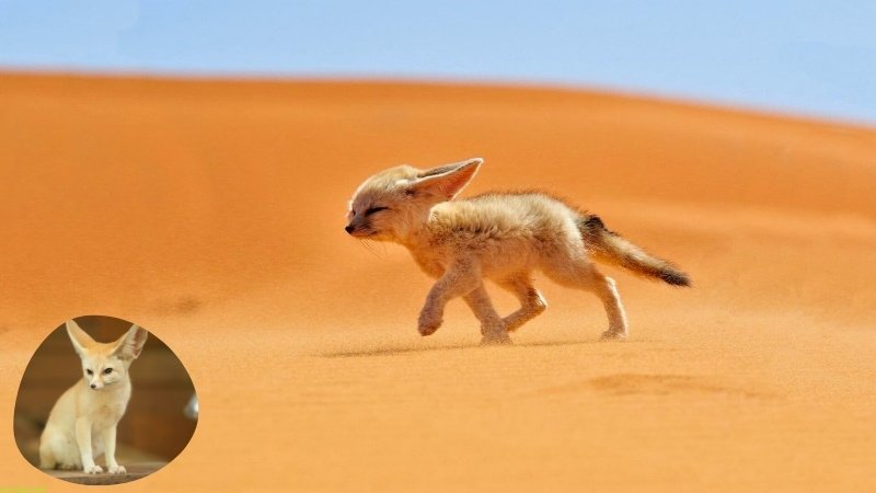 Fennec Fox - The Desert Dweller