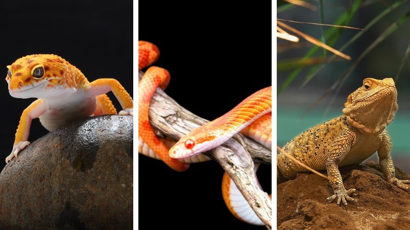 Geckos, Bearded Dragons, Corn Snakes