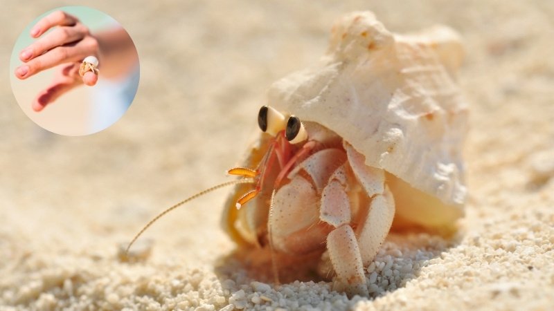 Hermit Crabs - Top 10 Best Pets for Kids