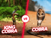 King Cobra vs. Cobra: Can You Spot the Differences? King Cobra vs. Cobra