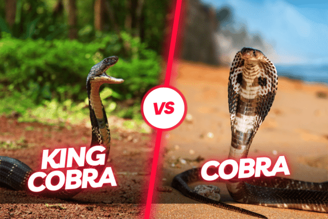 King Cobra vs. Cobra King Cobra vs. Cobra