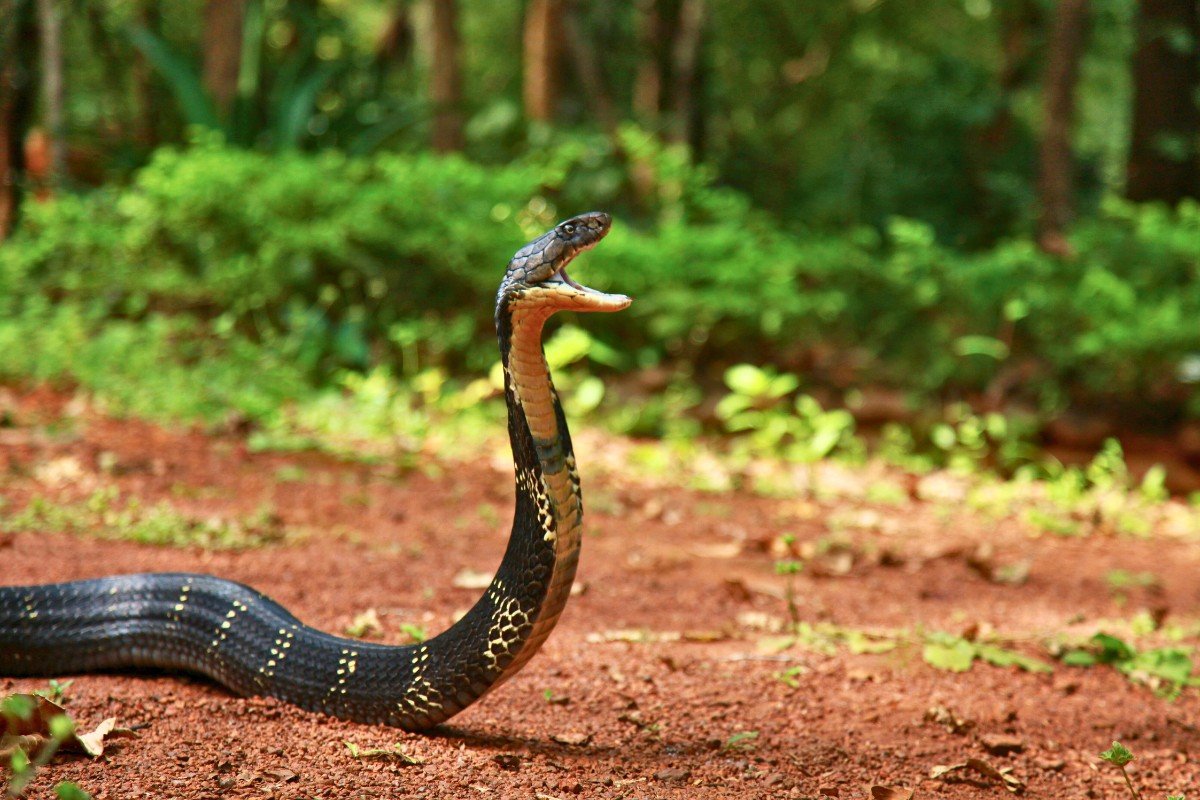 King Cobra vs. Cobra - Behavior and Diet