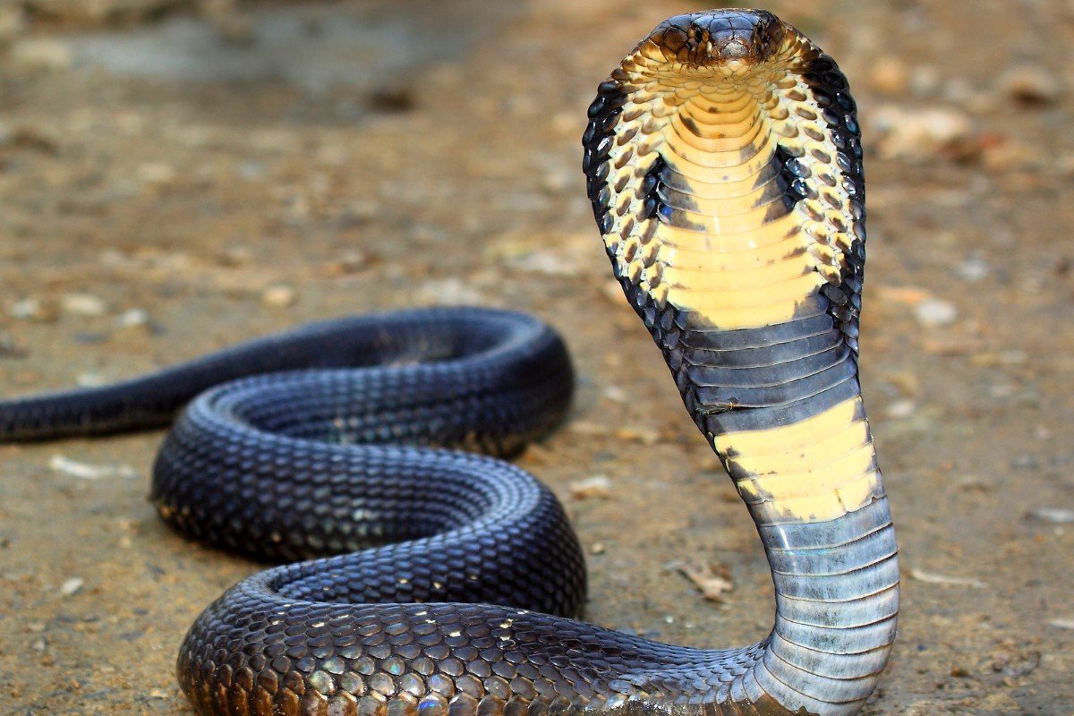 King Cobra vs. Cobra - Size and Appearance