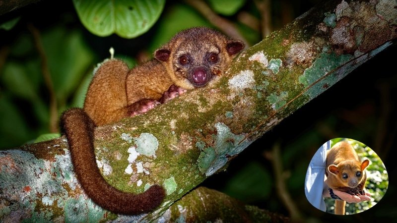 Kinkajou - The Rainforest Dweller