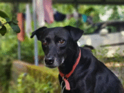 Lost Dog Travels 250 km from Maharashtra to Reunite with Family in Belagavi Lost Dog Travels 250 km from Maharashtra to Reunite with Family in Belagavi