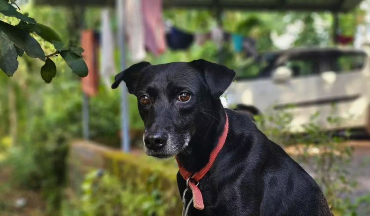 Lost Dog Travels 250 km from Maharashtra to Reunite with Family in Belagavi