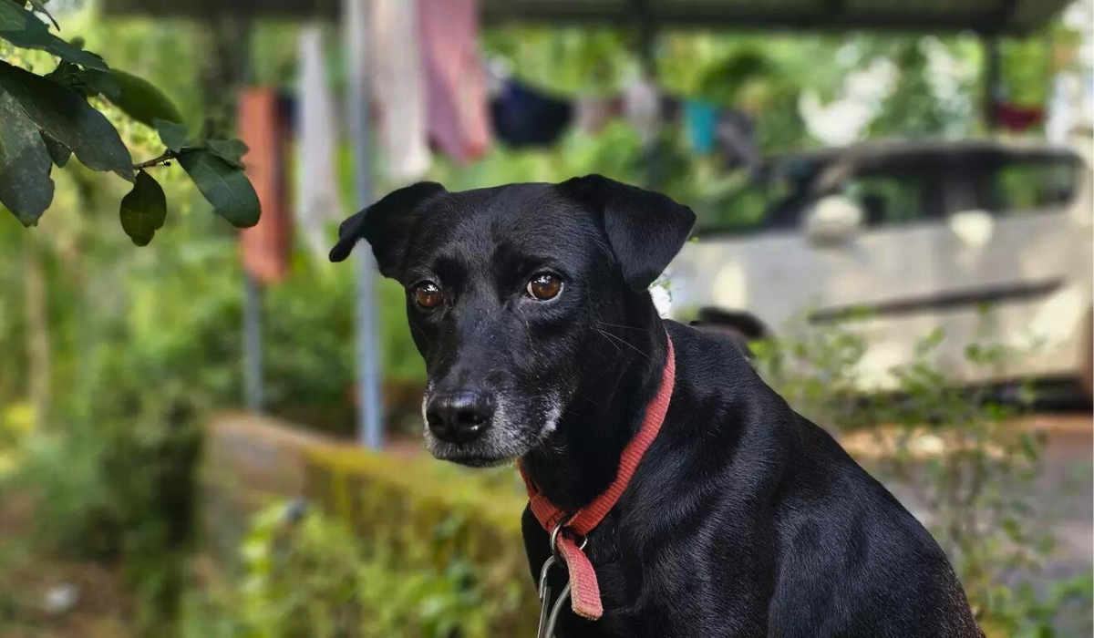 Lost Dog Travels 250 km from Maharashtra to Reunite with Family in Belagavi Lost Dog Travels 250 km from Maharashtra to Reunite with Family in Belagavi