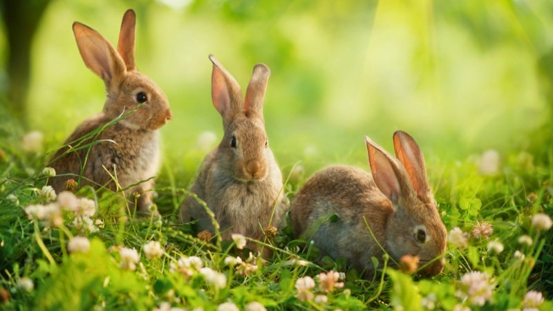 Rabbits - Top 10 Best Pets for Kids