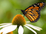 Scientists Race to Save South Asia’s Butterflies from Extinction Scientists Race to Save South Asia’s Butterflies from Extinction