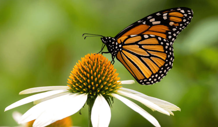 Scientists Race to Save South Asia’s Butterflies from Extinction