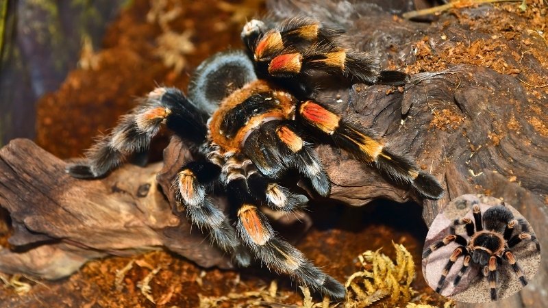 Tarantula