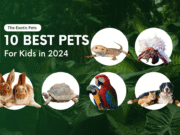 Top 10 Best Pets for Kids in 2025 (Parent-Approved) Top 10 Best Pets for Kids in 2024