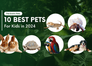 Top 10 Best Pets for Kids in 2024