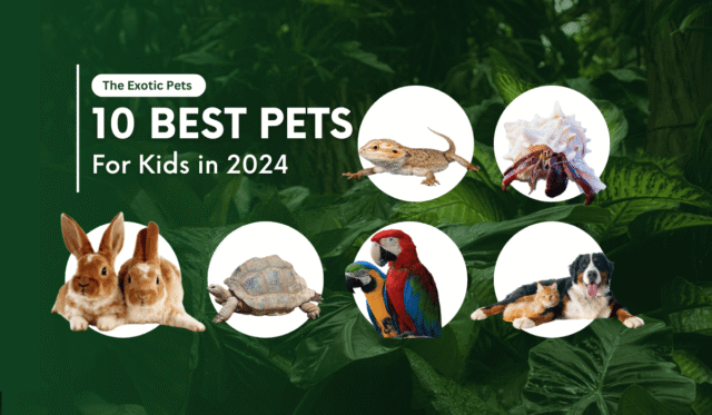 Top 10 Best Pets for Kids in 2024 Top 10 Best Pets for Kids in 2024