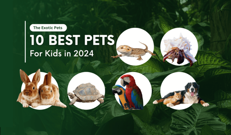 Top 10 Best Pets for Kids in 2024