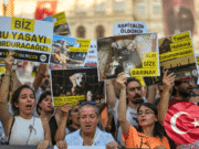 Turkey Approves Controversial ‘Massacre Law’ for Stray Dogs Turkey Approves Controversial 'Massacre Law' for Stray Dogs