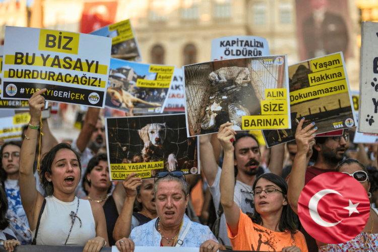 Turkey Approves Controversial 'Massacre Law' for Stray Dogs