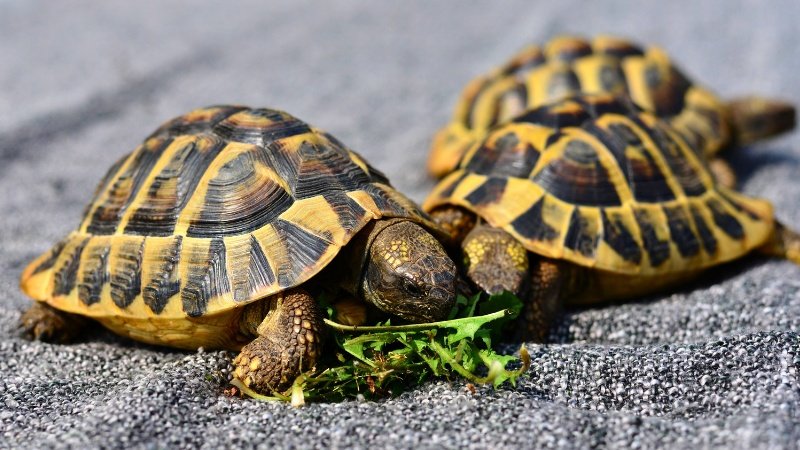 Turtles - Top 10 Best Pets for Kids