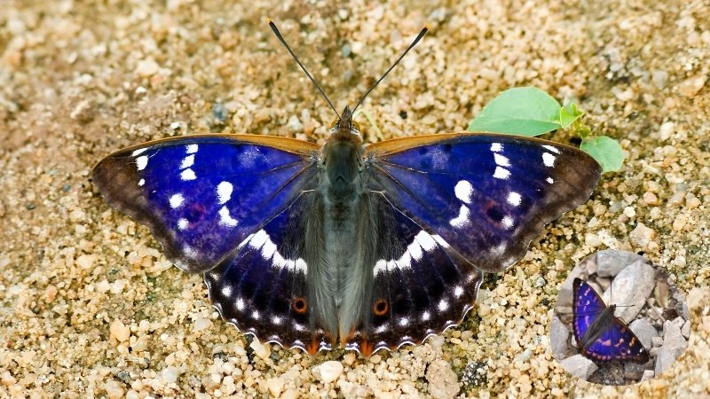 the Indian purple emperor