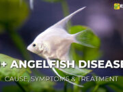 13 Common Angelfish Diseases and Illnesses With Treatment 13 Common Angelfish Diseases and Illnesses With Treatment