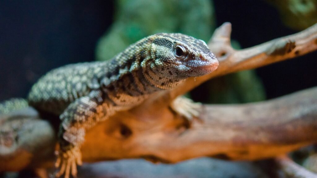 Ackie Monitor - Best Pet Lizard for Beginners