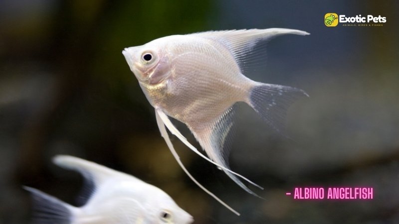 Albino Angelfish - Types of Angelfish