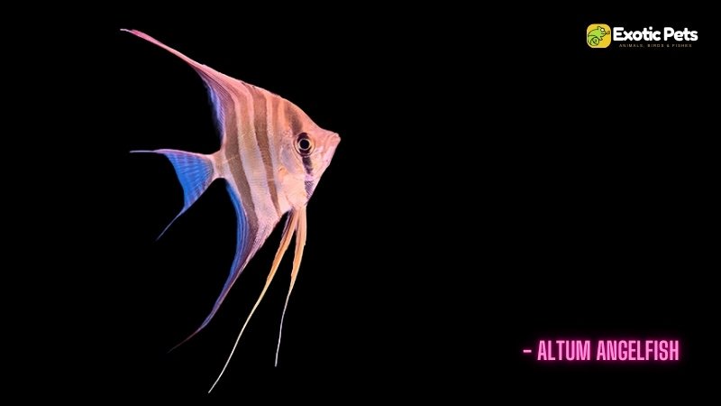 Altum Angelfish