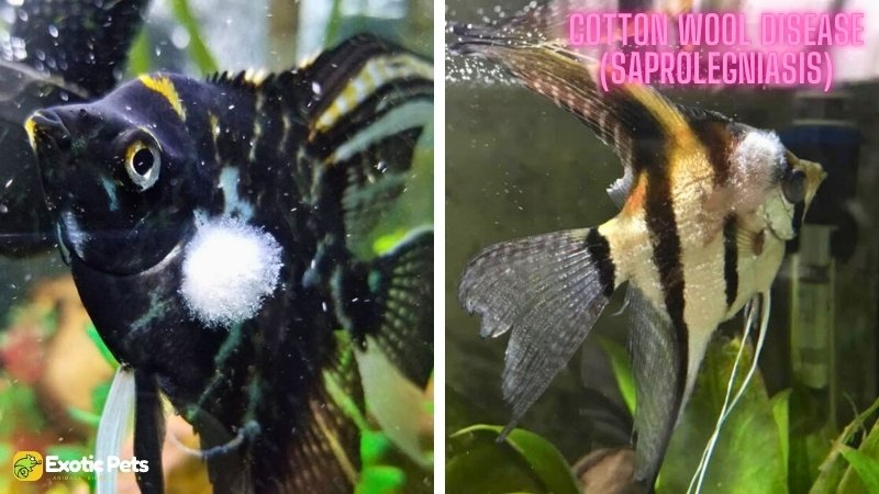 Angelfish Cotton Wool Disease (Saprolegniasis)