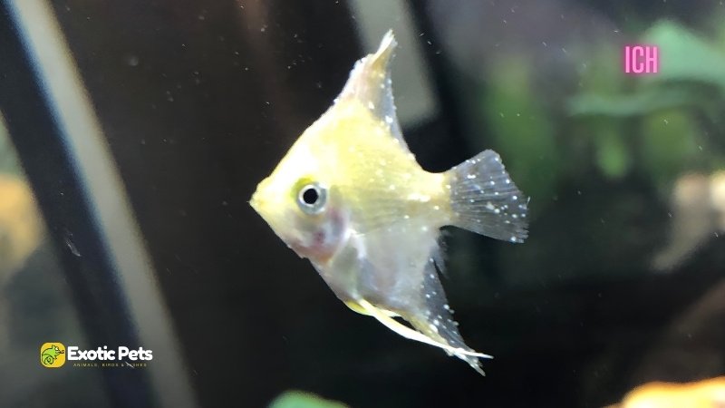 Angelfish Ich Disease