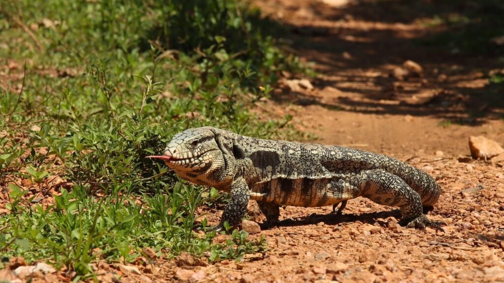 Argentine Black and White Tegu - Best Pet Lizard for Beginners