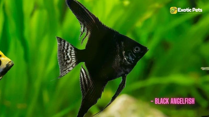 Black Angelfish - Types of Angelfish