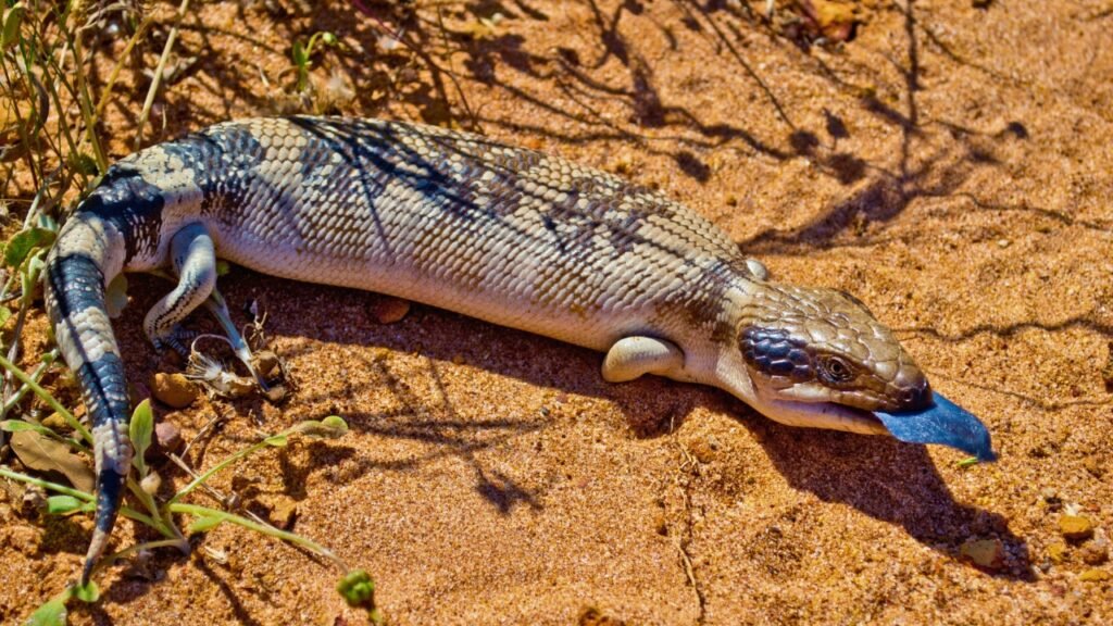 Blue-Tongued Skink - Best Pet Lizard for Beginners