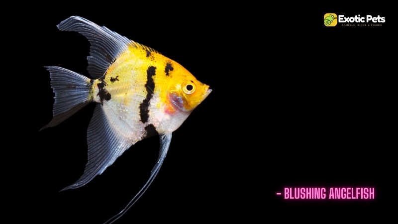 Blushing Angelfish - Types of Angelfish