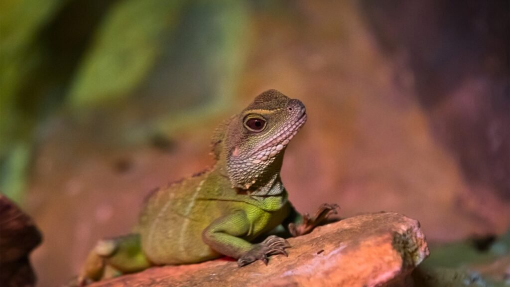 Chinese Water Dragon - Best Pet Lizard for Beginners