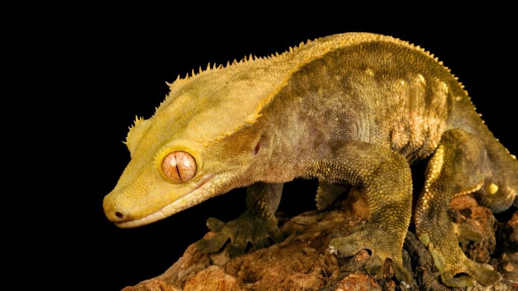 Crested Gecko - Best Pet Lizard for Beginners