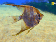 Freshwater Angelfish: Care Guide, Types, Size Chart, Lifespan, Tank Mates and More Freshwater Angelfish - Care Guide, Types, Size Chart, Lifespan, Tank Mates