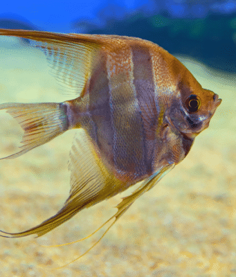 Freshwater Angelfish: Care Guide, Types, Size Chart, Lifespan, Tank Mates and More Freshwater Angelfish - Care Guide, Types, Size Chart, Lifespan, Tank Mates