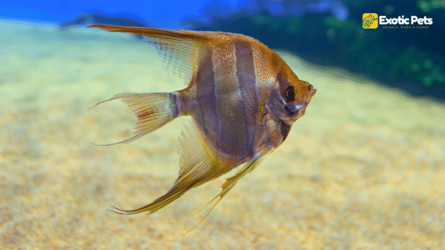 Freshwater Angelfish - Care Guide, Types, Size Chart, Lifespan, Tank Mates Freshwater Angelfish - Care Guide, Types, Size Chart, Lifespan, Tank Mates