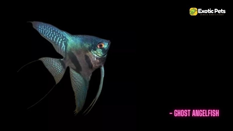 Ghost Angelfish