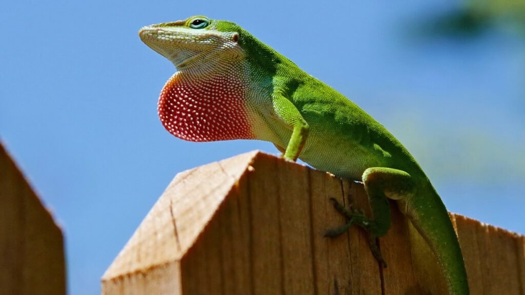 Green Anole - Best Pet Lizard for Beginners