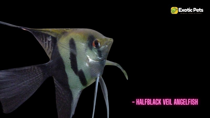 Halfblack Veil Angelfish