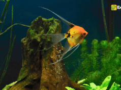 How Long Do Angelfish Eggs Take to Hatch? A Complete Guide How Long Do Angelfish Eggs Take to Hatch