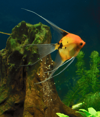 How Long Do Angelfish Eggs Take to Hatch? A Complete Guide How Long Do Angelfish Eggs Take to Hatch