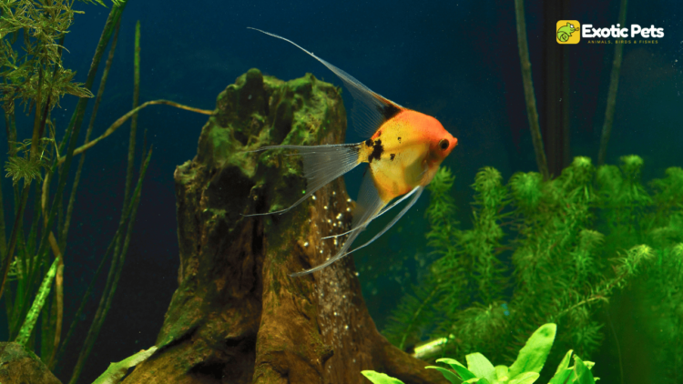 How Long Do Angelfish Eggs Take to Hatch