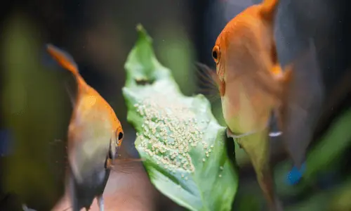 How Long Do Angelfish Eggs Take to Hatch